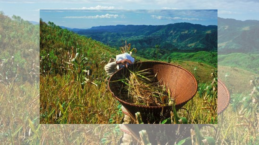 A woman carrying grass in the fields